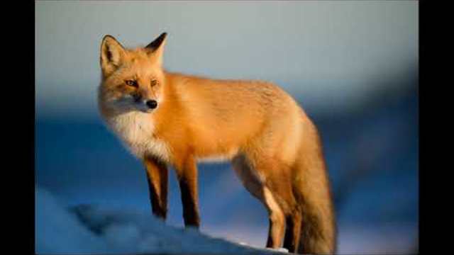 песни за деца | Ян Бибиян и Фют | любими детски песни