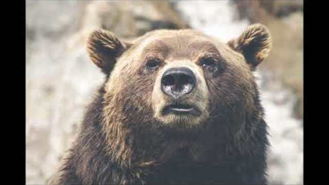 песни за деца | мило мое мече: Пухчо | любими детски песни