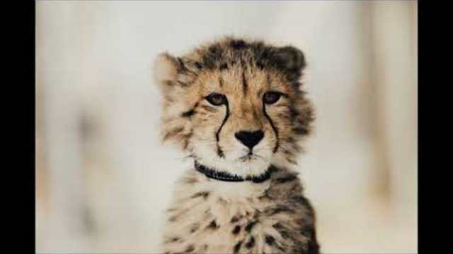 песни за деца | Всички деца черни и бели рисуват слънца | любими детски песни