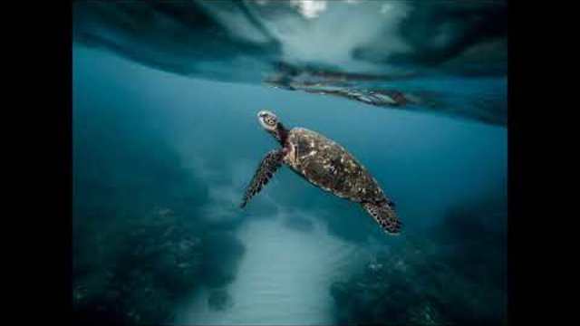песни за деца | Васко да Гама от село Рупча ­ всичко тече | любими детски песни