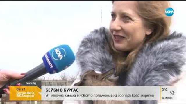 Бебе камила е новото попълнение на зоопарка в Бургас
