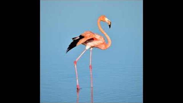 песни за деца | С червените ботушки потропва дядо Мраз | любими детски песни