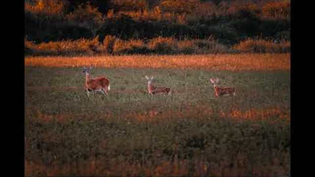 песни за деца | Най­хубавия ден е днес ­ хвърчила | любими детски песни
