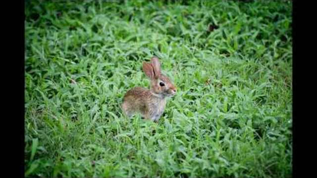 песни за деца |  | любими детски песни