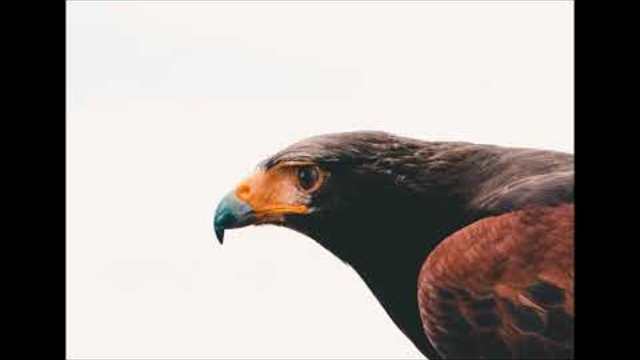 песни за деца | Обичам те родино | любими детски песни