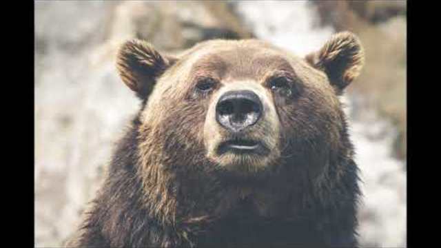 песни за деца | Мечо готви се за сън | любими детски песни