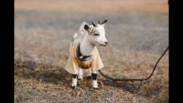 песни за деца | Похвали се зайче | любими детски песни
