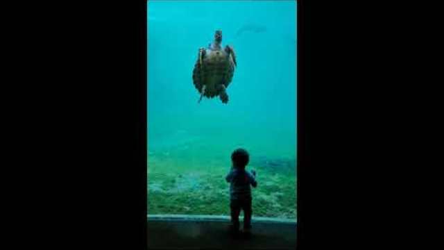 песни за деца | Продавач на надежда | любими детски песни