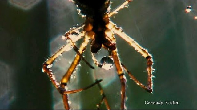 Владимир Высоцкий - Заколдованный лес