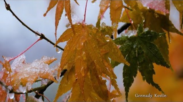 Галина Комиссарова и Олег Портянко   -   УХОДИТ ОСЕНЬ!