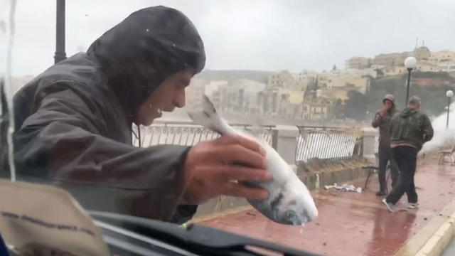 Вижте как вали дъжд от риби над остров Малта / Malta 02-26-2019