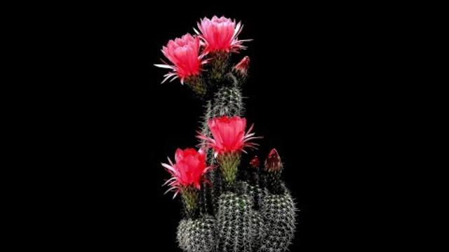 Я тебе подарю букет красивых роз!