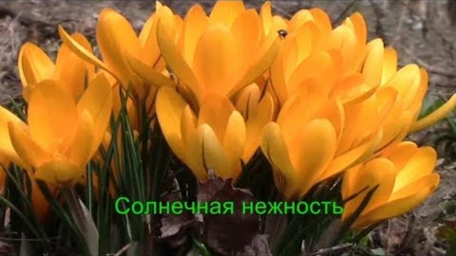Солнечная нежность Весенний привет Цветы и Музыка Разговор с тобой