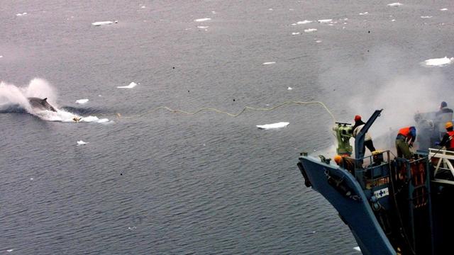 87 ранени при сблъсък между ферибот и кит в Япония