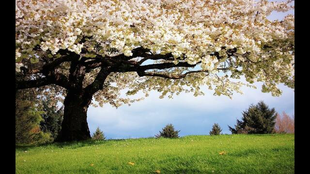 Музыка Сергей Грищук  -   МЕЛОДИЯ ЛЕТА