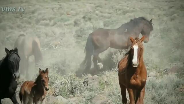 Музыка  Сергей  Грищук   -   КАРАВАН