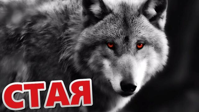 Валерий Козьмин   -   Стая