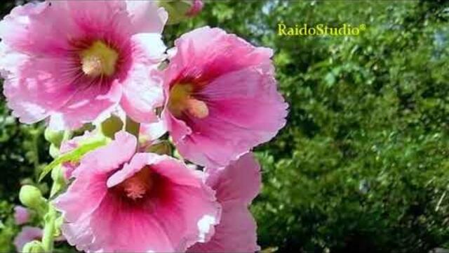 Чарівні Улюблені Українські  ПІСНІ