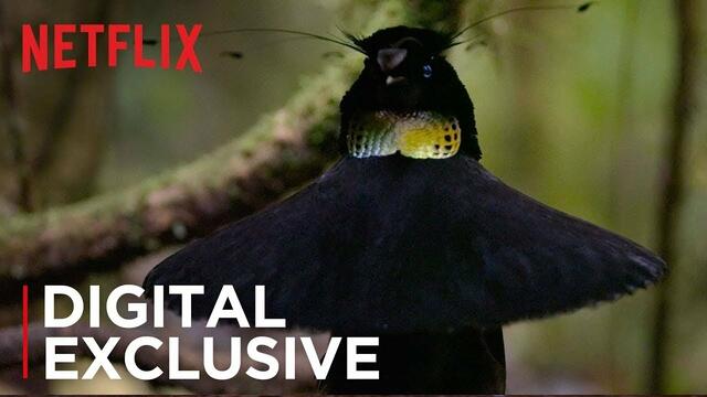 НАШАта ПЛАНЕТА - откъс с птици от рая # Our Planet | Birds Of Paradise | Exclusive Clip | Netflix