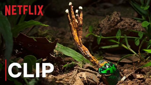 НАШАта ПЛАНЕТА - откъс с гъби # Our Planet | Fungus | Clip | Netflix