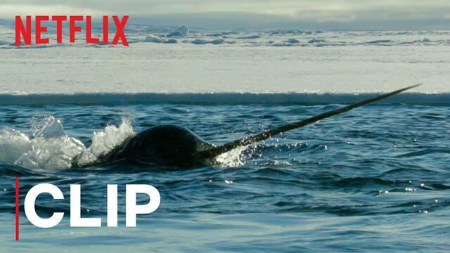 НАШАта ПЛАНЕТА - откъс с нарвали # Our Planet | Narwhals | Clip | Netflix