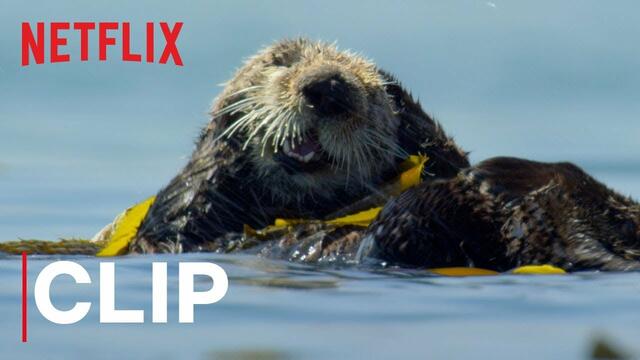 НАШАта ПЛАНЕТА - откъс с видри # Our Planet | Otters | Clip | Netflix