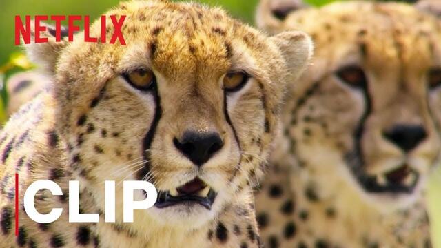 НАШАта ПЛАНЕТА - откъс с гепарди # Our Planet | Cheetah Hunt | Clip | Netflix