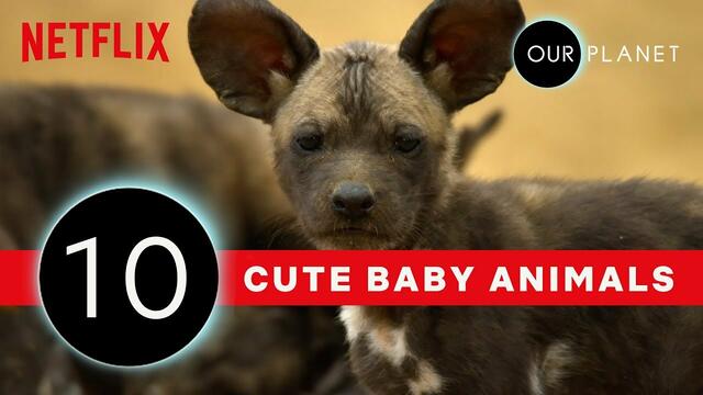 НАШАта ПЛАНЕТА - най-сладки бебета животни # Cutest Baby Animals From Our Planet 🐾 | Netflix