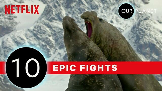 НАШАта ПЛАНЕТА - най-луди животински борби в дивото # Top 10 Craziest Animals Fights in the Wild | Our Planet | Netflix