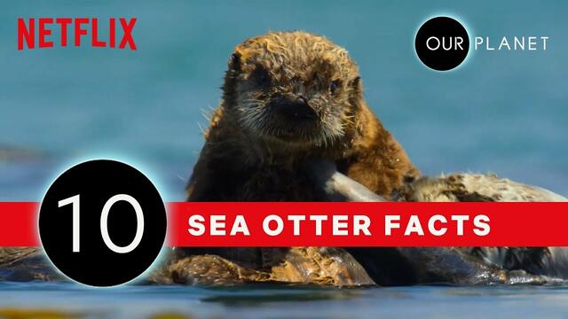 НАШАта ПЛАНЕТА - факти за видри # 10 Facts That Prove Sea Otters Are The Coolest | Our Planet | Netflix