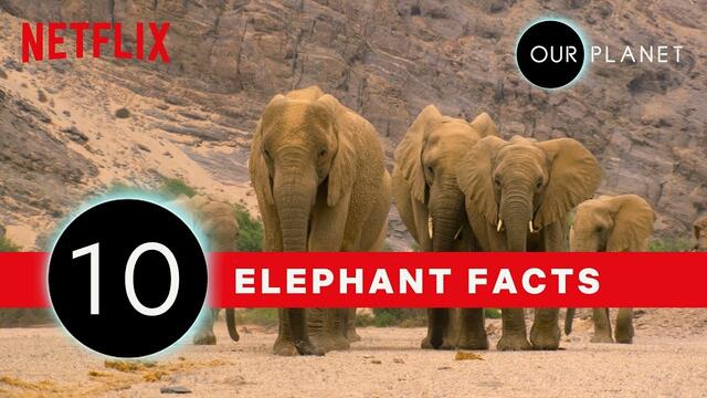 НАШАта ПЛАНЕТА - факти за слонове # 10 Amazing Elephant Facts 🐘 | Our Planet | Netflix