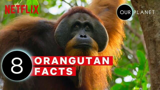 НАШАта ПЛАНЕТА - факти за орангурани # 8 Mind Blowing Orangutan Facts | Our Planet | Netflix