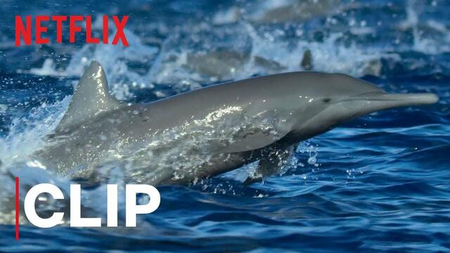 НАШАта ПЛАНЕТА - откъс с делфини # Our Planet | Spinner Dolphins | Clip | Netflix