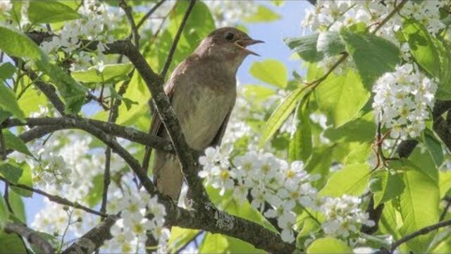 Виктор Давидзон  -  ЧЕРЕМУХА