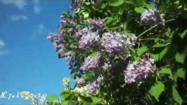 АНДРЕЙ МОРОЗ  -  ПРОСТО СЕГОДНЯ ВЕСНА