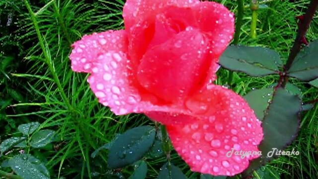 Хорошего  настроения