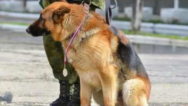 Валерий Сёмин   - " Четвероногий товарищ сапёр"