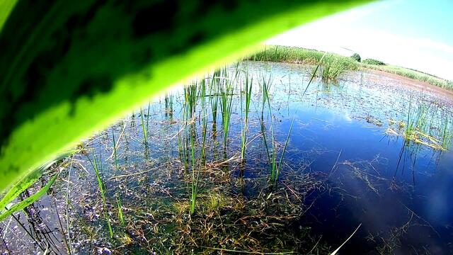 Музыка   Сергей Грищук   -   ИЛЛЮЗИИ    СНОВ