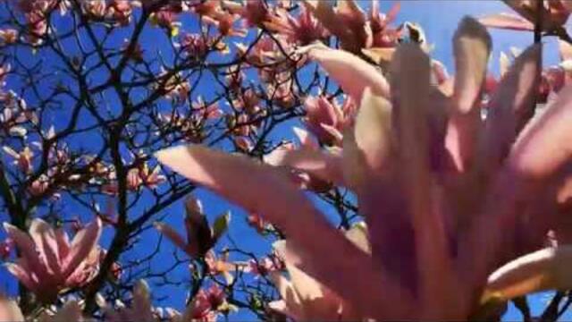 Николай  Берег   -   АНГЕЛ  МОЙ