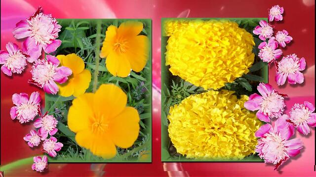 Цветочный рай