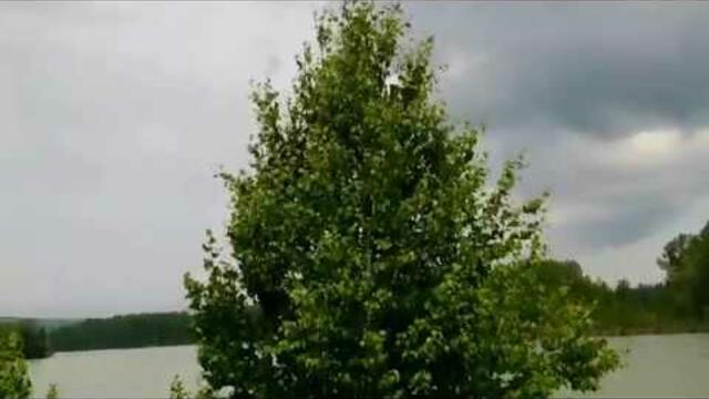 Вячеслав Анисимов    -    Белая береза