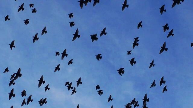 Николай  Берег    -    ПЕРЕЛЕТНАЯ  ПТИЦА