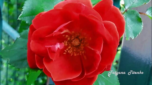 После дождя...  У природы нет плохой погоды