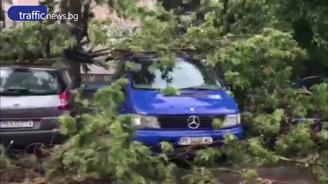 Паднало дърво в центъра на Пловдив