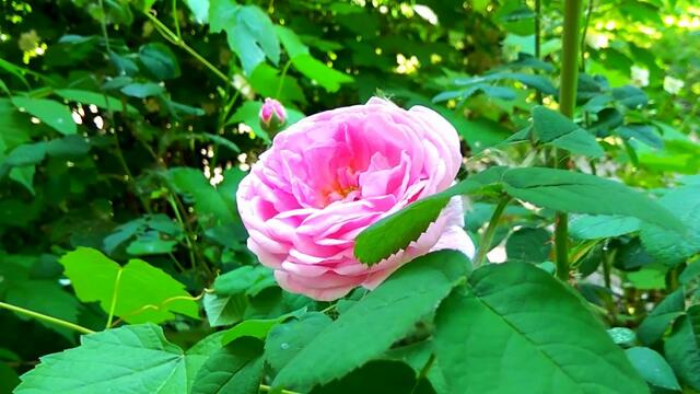 Николай  Берег    -    БЕЛАЯ  ВЬЮГА