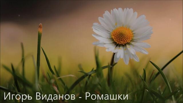 Игорь Виданов - Ромашки