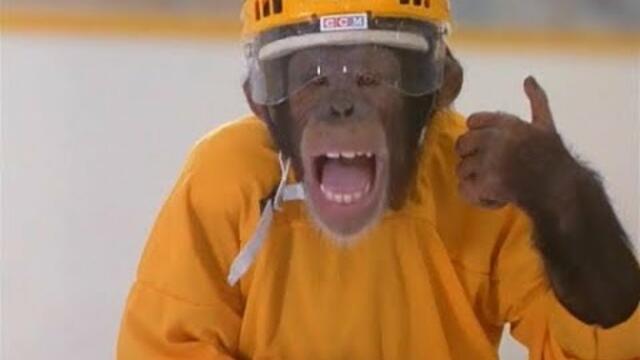 Маймунски върхови постижения (2000)