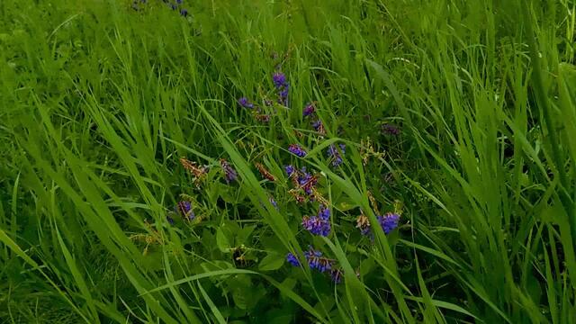 Сергей Чекалин  -  Офигенный релакс!!
