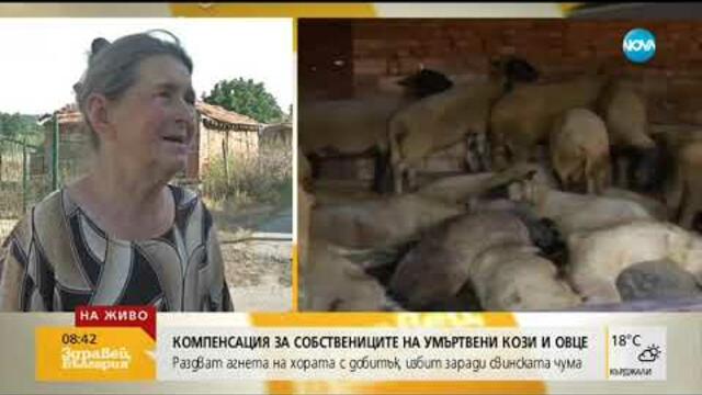 Компенсация за собствениците на умъртвени кози и овце в Шарково (09.07.2019г.)