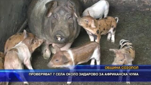 Проверяват 7 села около Зидарово за Африканска чума